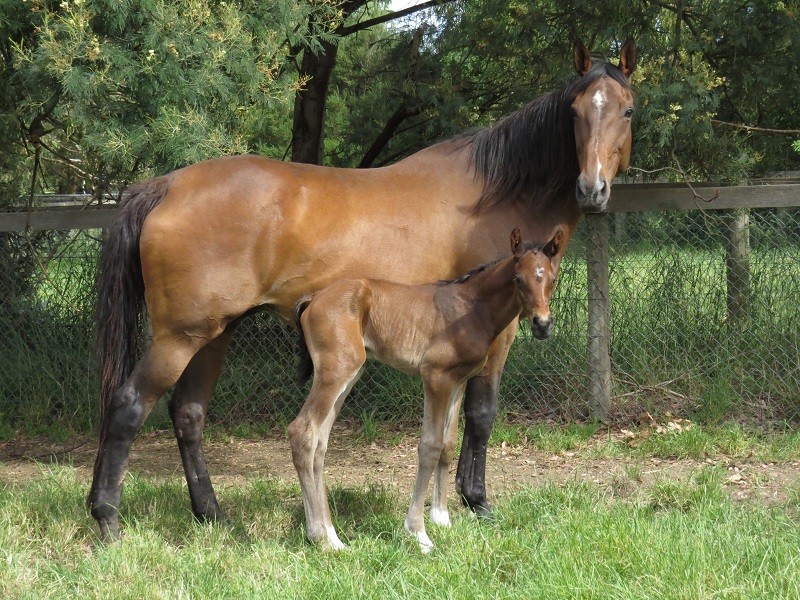 063 Raz x Warmblood bc 13-11 1d